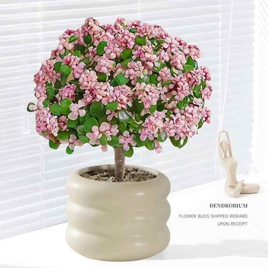 Portulacaria afra Succulent Potted Bonsai Tree Hydroponic Plants