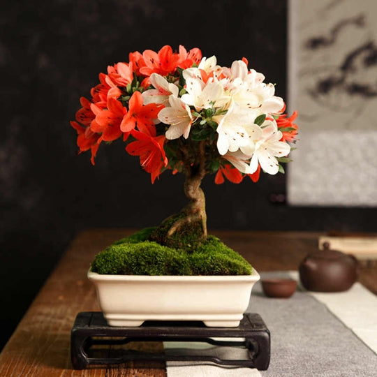 Bonsai Plant Potted Azalea Colorful