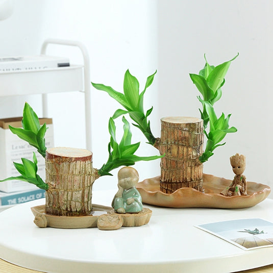 Brazilian Wood Water-Grown Green Plants Succulent