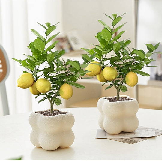 Lemon Tree Bonsai Potted Plant