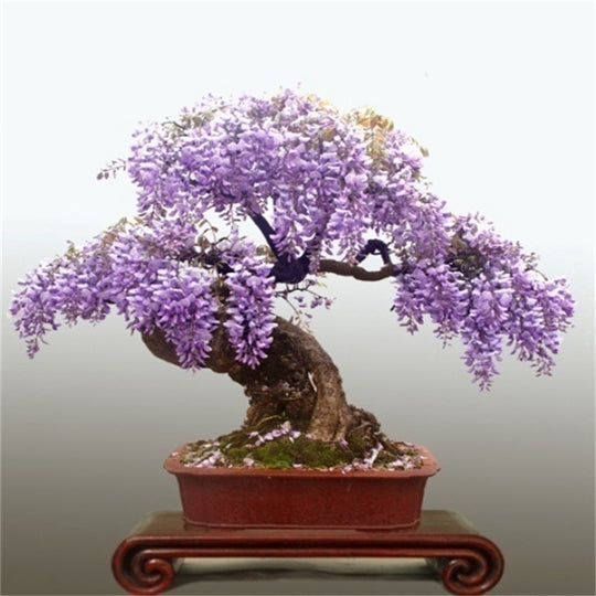 Wisteria Bonsai Easily Grow