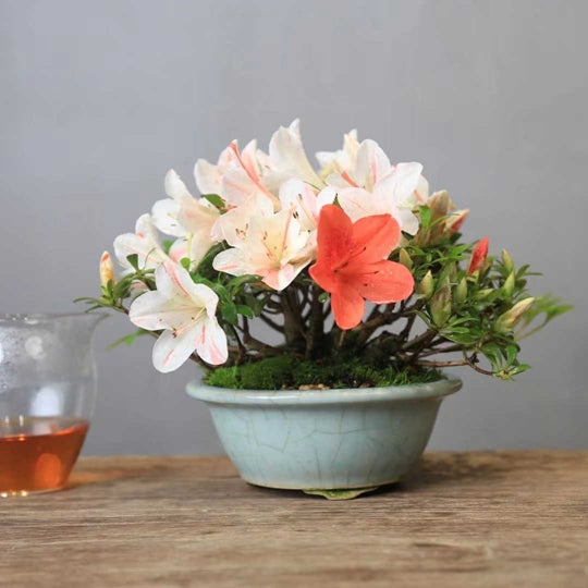 Bonsai Plant Potted Azalea Colorful
