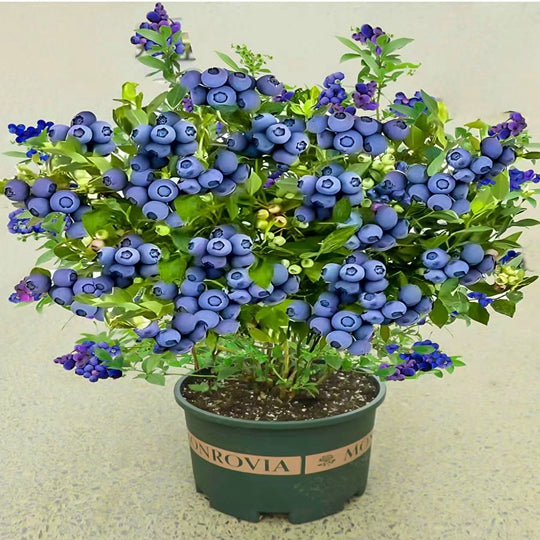 Blueberry Bonsai Tree Fruits Lot