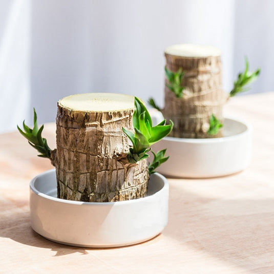 Brazilian Wood Water-Grown Green Plants Succulent