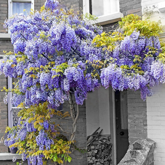 Wisteria Bonsai Easily Grow