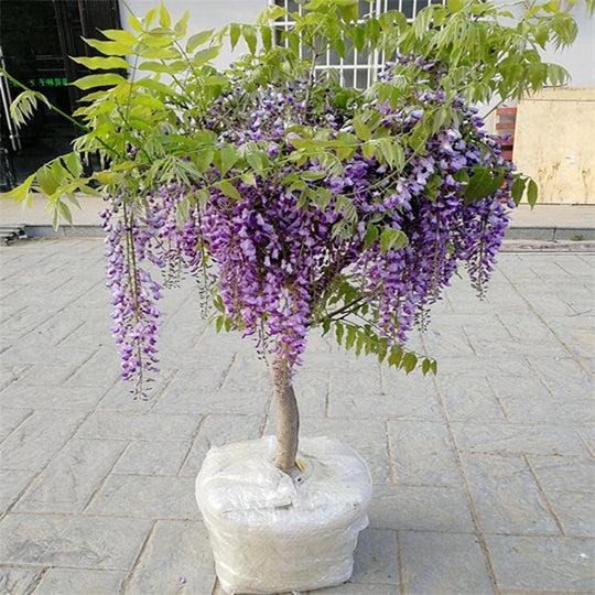 Wisteria Bonsai Easily Grow