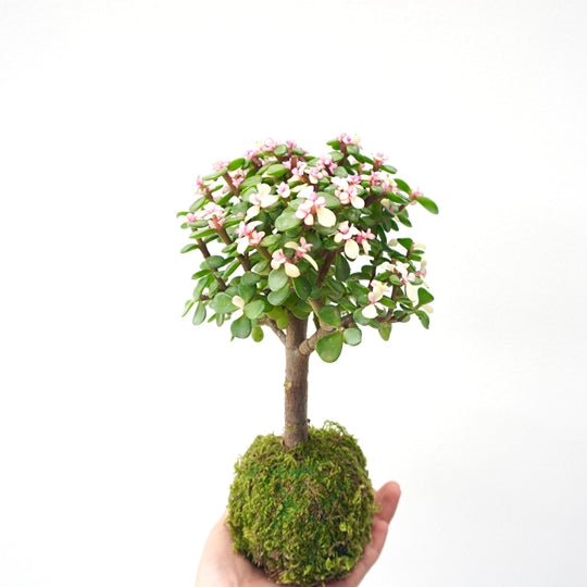 Portulacaria afra Succulent Potted Bonsai Tree Hydroponic Plants