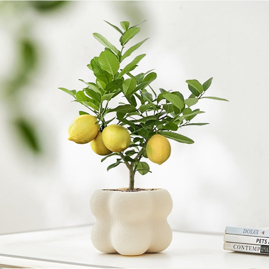 Lemon Tree Bonsai Potted Plant