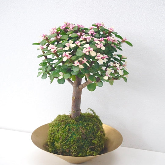 Portulacaria afra Succulent Potted Bonsai Tree Hydroponic Plants