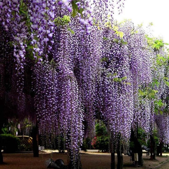 Wisteria Bonsai Easily Grow