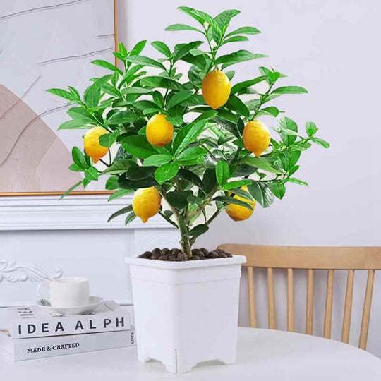 Lemon Tree Bonsai Potted Plant