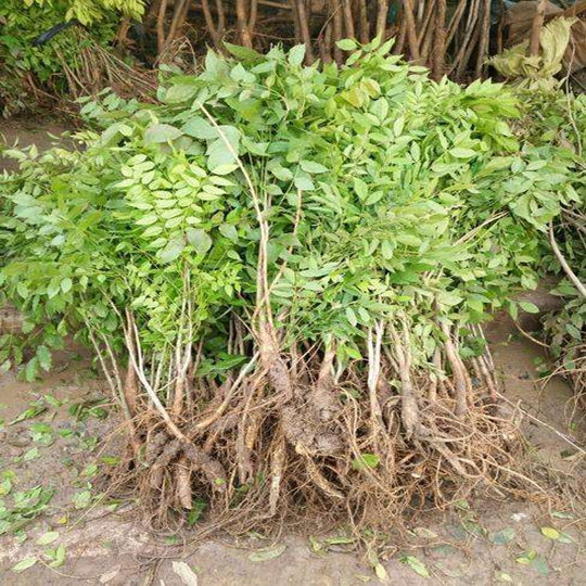 Wisteria Bonsai Easily Grow