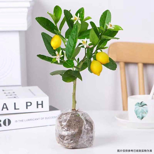 Lemon Tree Bonsai Potted Plant
