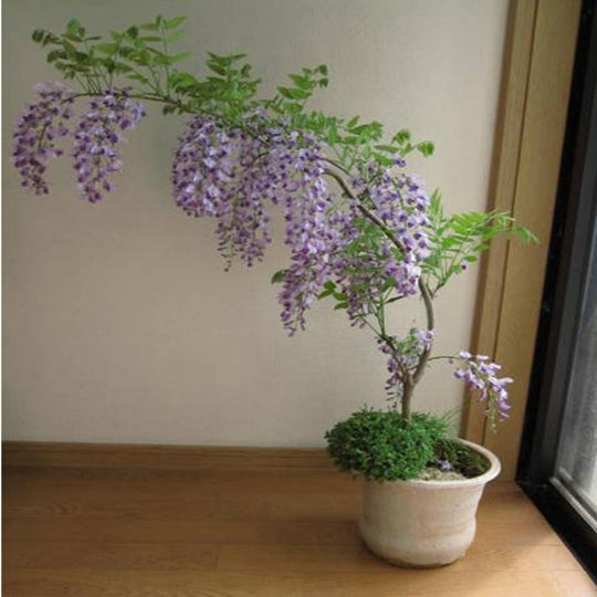 Wisteria Bonsai Easily Grow
