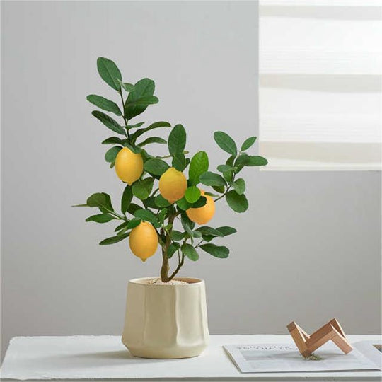 Lemon Tree Bonsai Potted Plant