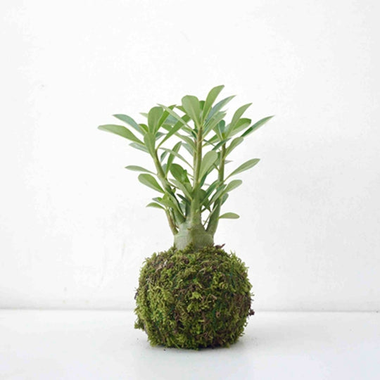 Rare Adenium Obesum (Desert Rose) 5 Yars Old Tree With Moss Ball Bonsai Plants