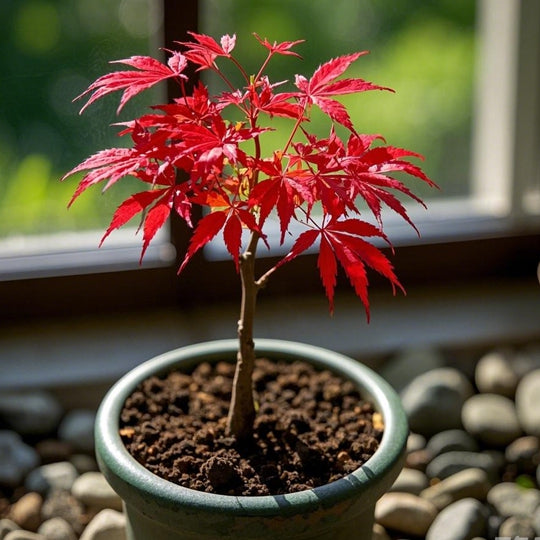Red Maple Bonsai Tree Winter Potted Plants