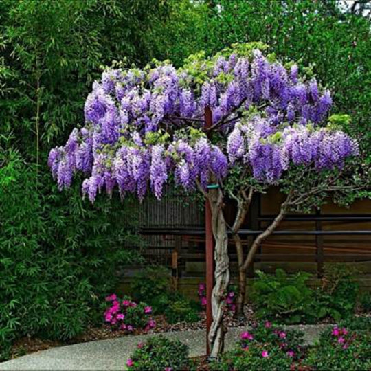Wisteria Bonsai Easily Grow