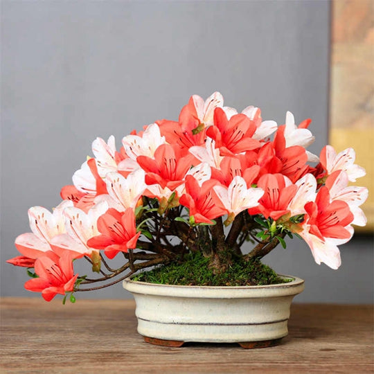 Bonsai Plant Potted Azalea Colorful
