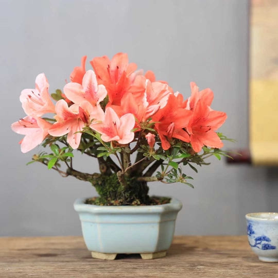 Bonsai Plant Potted Azalea Colorful