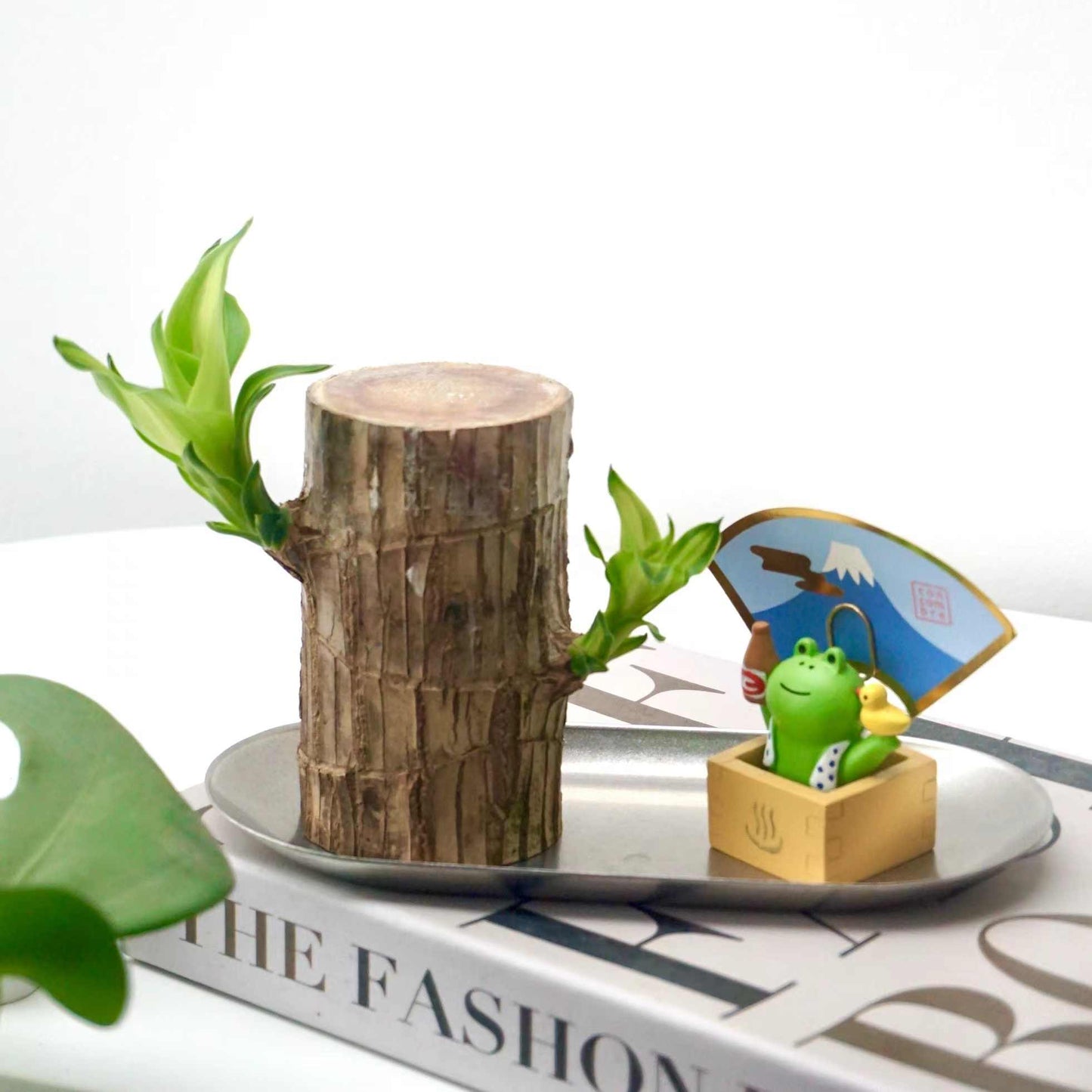 Brazilian Wood Water-Grown Green Plants Succulent