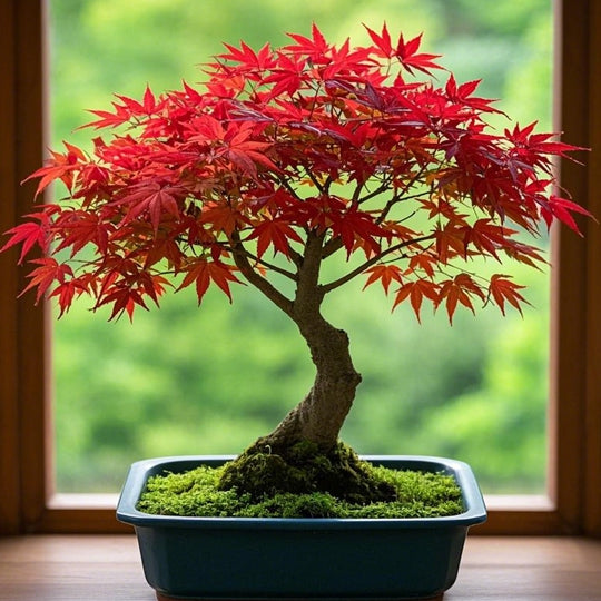 Red Maple Bonsai Tree Winter Potted Plants