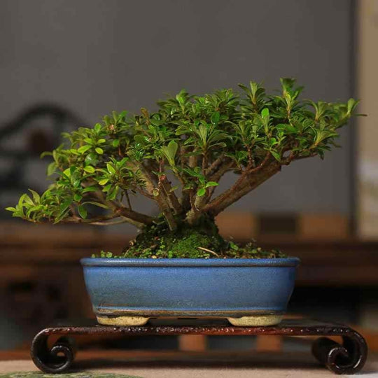 Bonsai Plant Potted Azalea Colorful