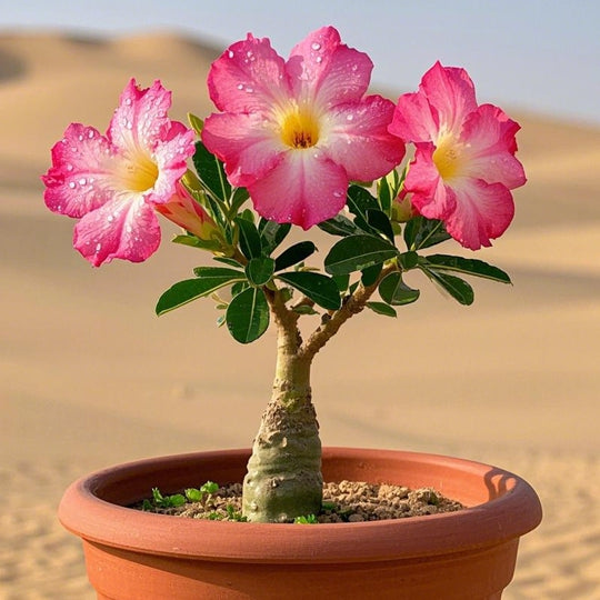 Rare Adenium Obesum (Desert Rose) 5 Yars Old Tree With Moss Ball Bonsai Plants