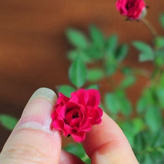 Bonsai Rose Moss Ball Potted Plant