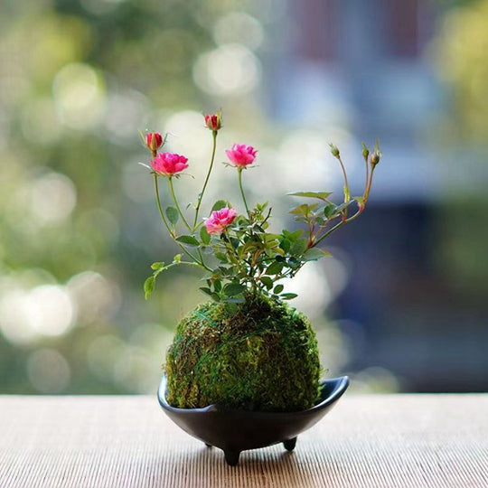 Bonsai Rose Moss Ball Potted Plant