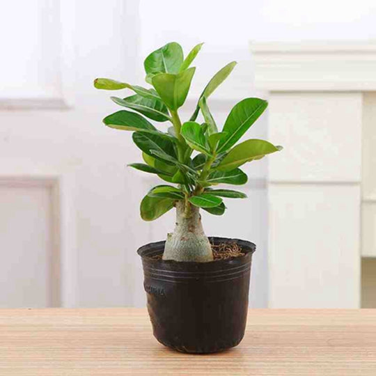 Rare Adenium Obesum (Desert Rose) 5 Yars Old Tree With Moss Ball Bonsai Plants