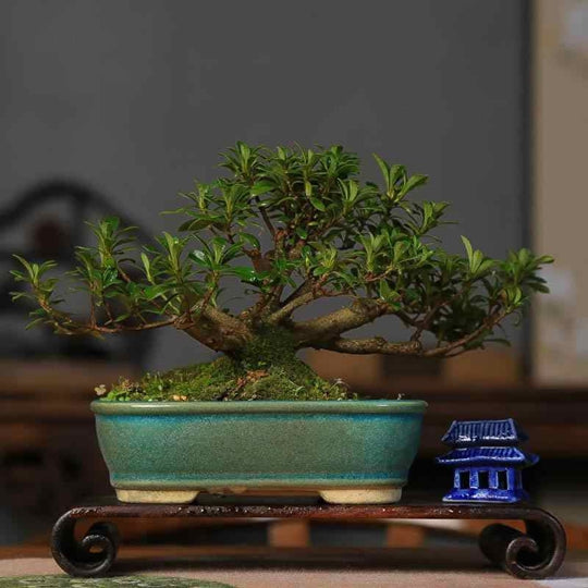 Bonsai Plant Potted Azalea Colorful