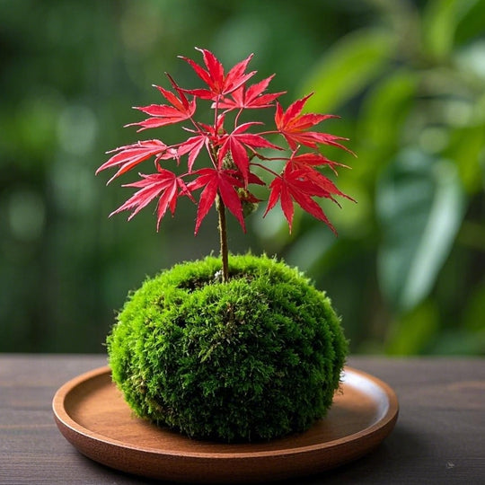 Red Maple Bonsai Tree Winter Potted Plants