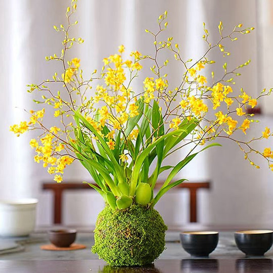 Oncidium Bonsai Moss Ball Mini Plant Fragrant Flower