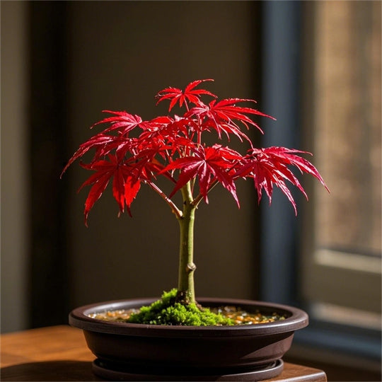 Red Maple Bonsai Tree Winter Potted Plants