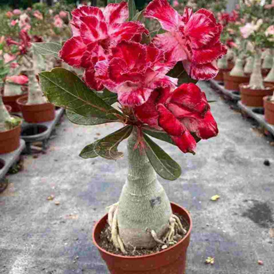 Rare Adenium Obesum (Desert Rose) 5 Yars Old Tree With Moss Ball Bonsai Plants