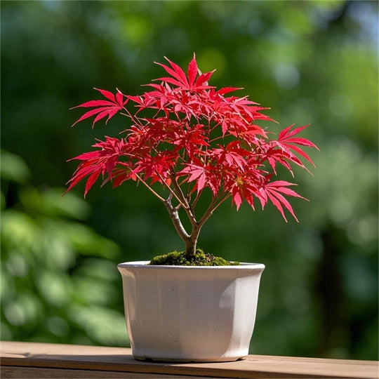Red Maple Bonsai Tree Winter Potted Plants