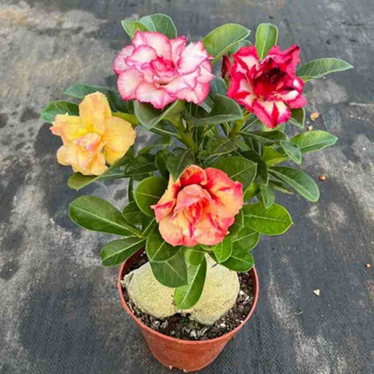 Rare Adenium Obesum (Desert Rose) 5 Yars Old Tree With Moss Ball Bonsai Plants