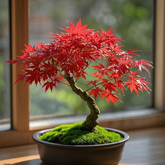Red Maple Bonsai Tree Winter Potted Plants