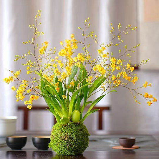 Oncidium Bonsai Moss Ball Mini Plant Fragrant Flower