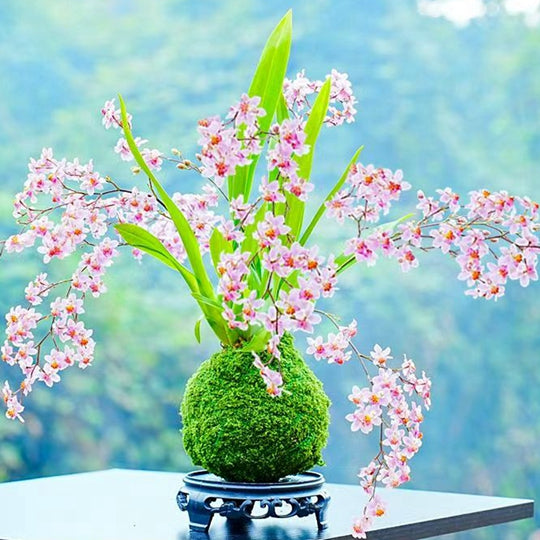 Oncidium Bonsai Moss Ball Mini Plant Fragrant Flower