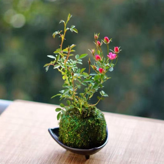 Bonsai Rose Moss Ball Potted Plant