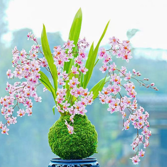 Oncidium Bonsai Moss Ball Mini Plant Fragrant Flower