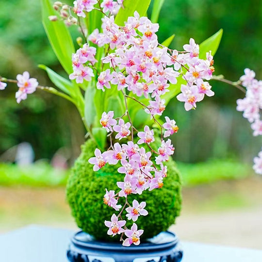 Oncidium Bonsai Moss Ball Mini Plant Fragrant Flower