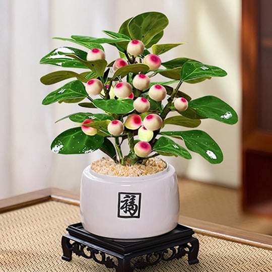 Small - leaved Ficus religiosa Bonsai Moss Ball Plant Balcony