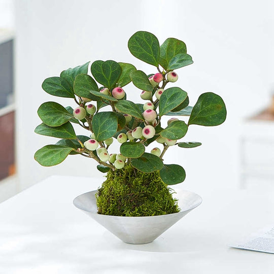 Small - leaved Ficus religiosa Bonsai Moss Ball Plant Balcony