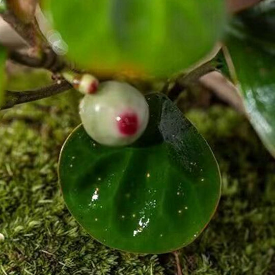 Small - leaved Ficus religiosa Bonsai Moss Ball Plant Balcony