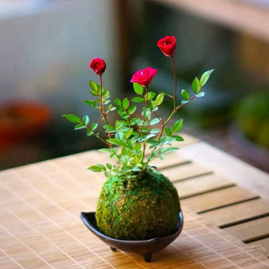 Bonsai Rose Moss Ball Potted Plant