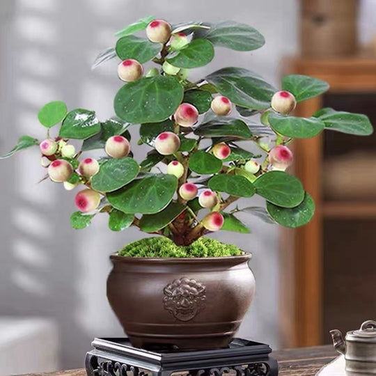 Small - leaved Ficus religiosa Bonsai Moss Ball Plant Balcony