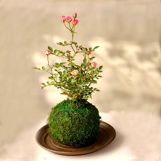 Bonsai Rose Moss Ball Potted Plant